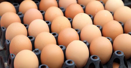 Salmonella w kurniku GIS ostrzega