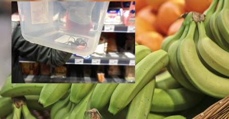 Pająk w bananach jak szóstka w totolotka. "Czasem się trafi"