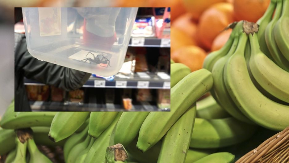 W bananach na sklepowych półkach można natknąć się na pająki