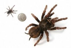 Pająki straszniejsze niż terroryści