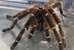 Warszawa. Jadowity pająk spod wanny uciekał Straży Miejskiej