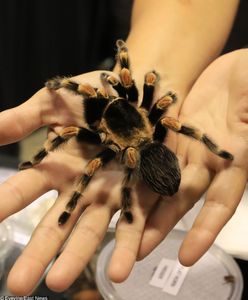 Skradziono 7 tysięcy owadów i pająków o wartości 40 tysięcy dolarów