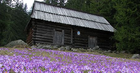 Krokusy wiosenne