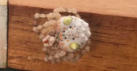 Pająk wygląda jak sushi. Internauci zdziwieni i przerażeni