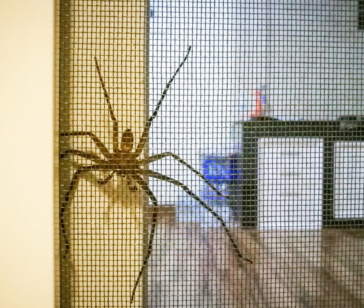 Sezon na pająki w domach rozpoczęty. Oto sposoby na pozbycie się nieproszonych gości