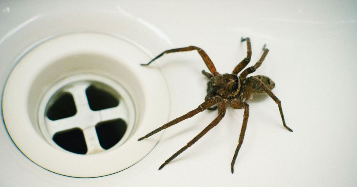 Jak pozbyć się pająków? Skuteczne sposoby na ich wypędzenie