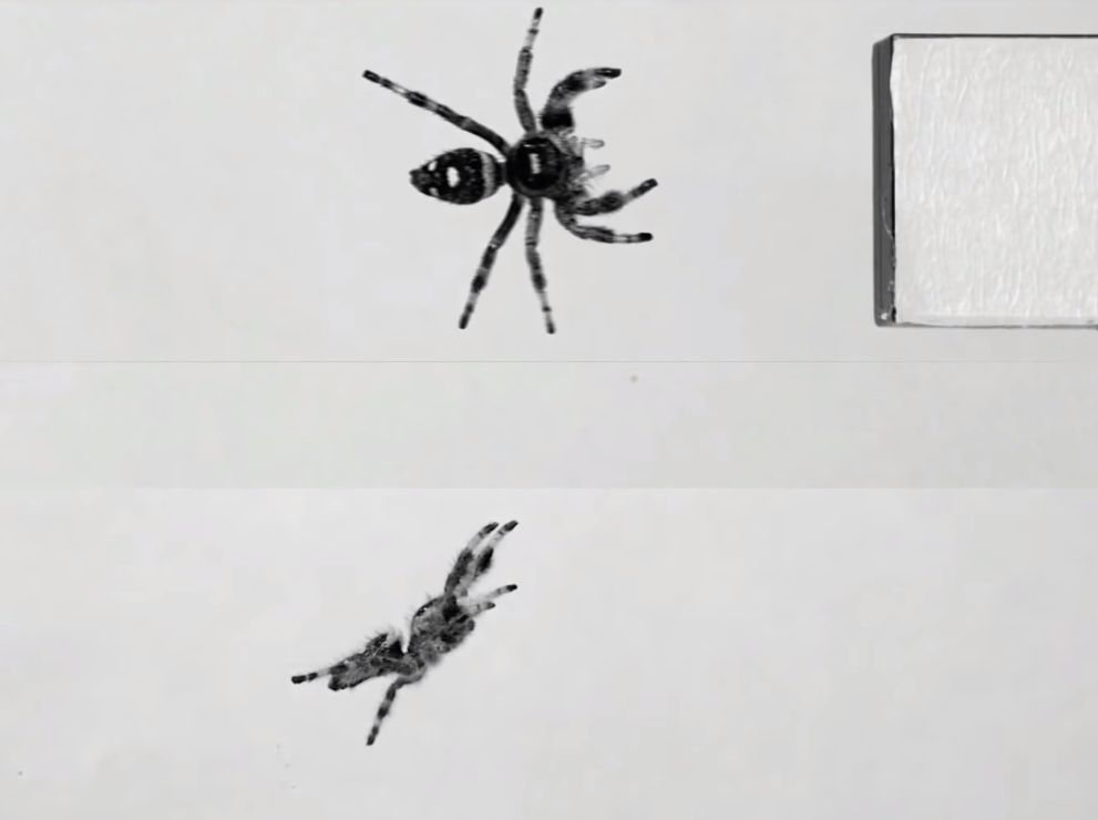Naukowcy tresują skaczące pająki. Na ich podstawie stworzą roboty