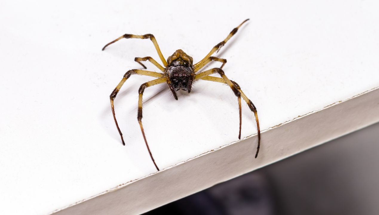 Sposób, by pająki uznały Twój dom za nieprzyjazny i się z niego wyniosły
