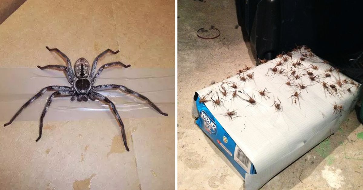 Odstraszanie pająków z domu - 7 skutecznych sposobów