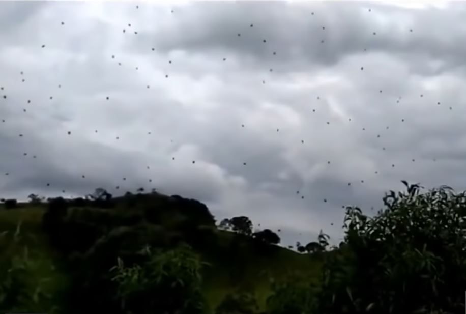 "Deszcz pająków" w Brazylii. Widok wystraszył ludzi