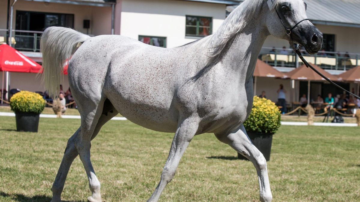 Licytowane na aukcji konie przynoszą coraz mniejsze zyski