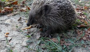 Zamość. Nastolatkowie wydłubali jeżowi oczy zapałkami