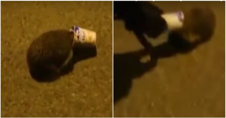Jeż z kubkiem na głowie. Życie uratowali mu policjanci