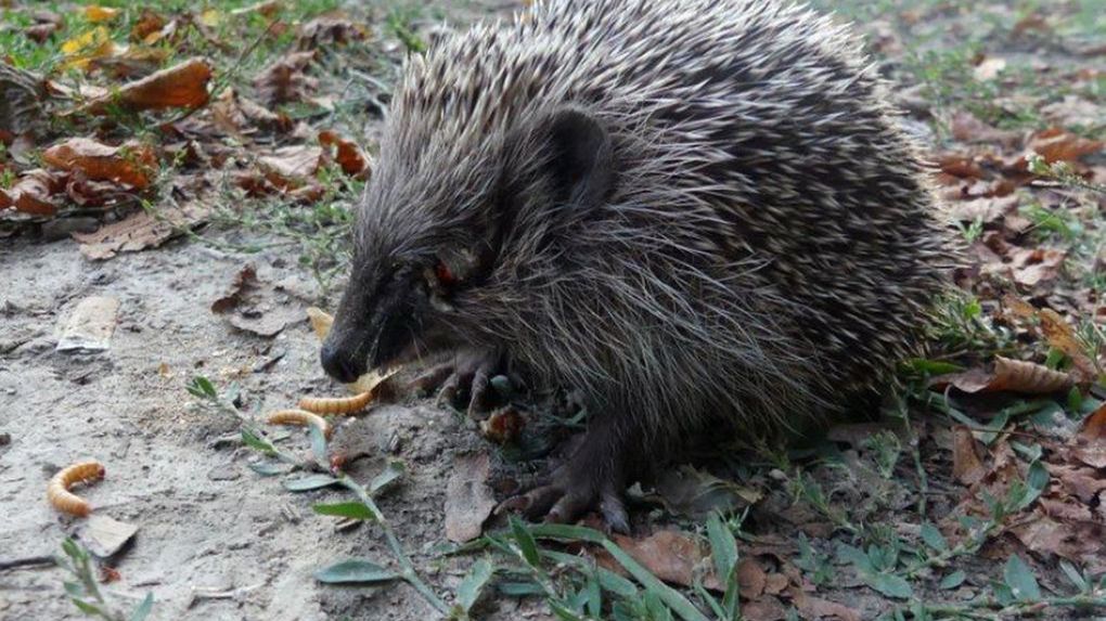 Jeż potwornie okaleczony przez "ludzi". Wydłubano mu oczy za pomocą zapałek.