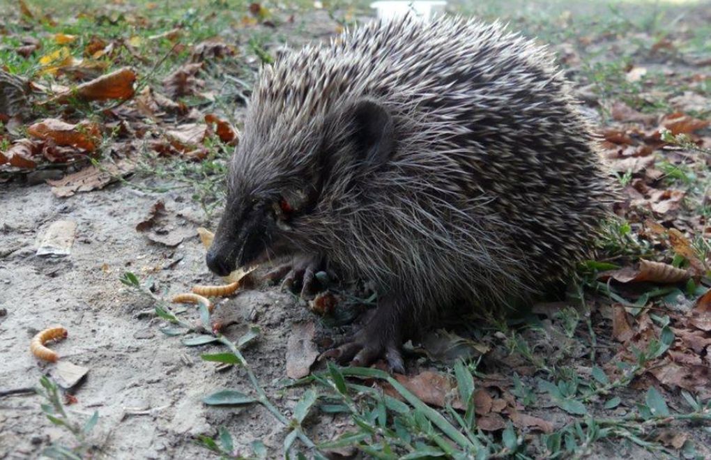 Jeż potwornie okaleczony przez "ludzi". Wydłubano mu oczy za pomocą zapałek.