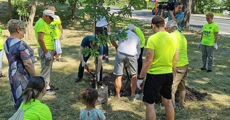 Nowe drzewa w Parku przy Ceglanej