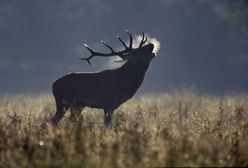 USA: Kłusownik zabił kilkaset jeleni. W więzieniu ma oglądać za karę kultową animację "Bambi"