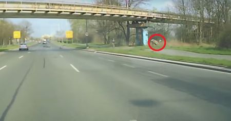 Wrocław. Jeleń staranował rozpędzonego motocyklistę
