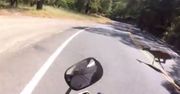 Pies zrzucił go z motocykla, a sekundę później wyskoczył na niego jelonek. Motocyklista nagrał wszystko kamerą