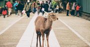 Japonia. Jelenie błąkają się po mieście Nara w poszukiwaniu pożywienia