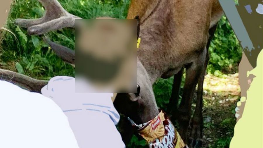 Tatry. Do Morskiego Oka znowu powrócił oswojony jeleń. Stał się atrakcją dla turystów.