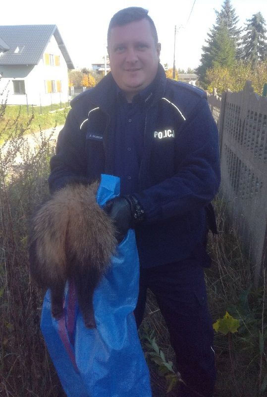 Policjanci z Kozienic uratowali zaklinowanego jenota. 