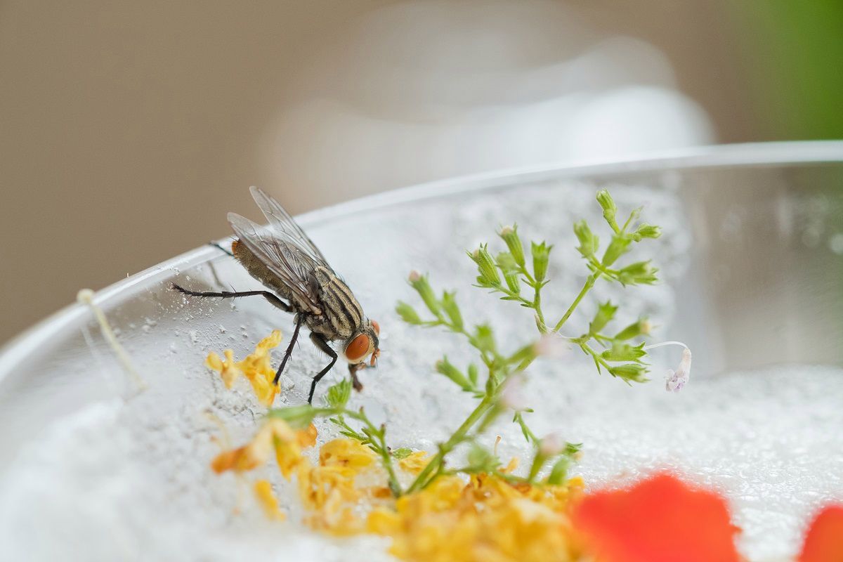 Czy muchy zakażają jedzenie? Fot. Freepik