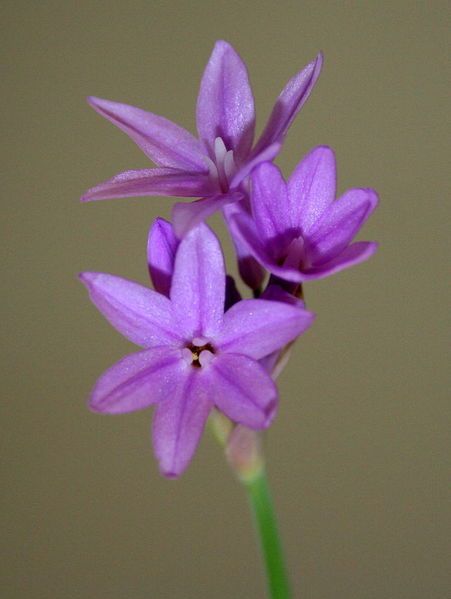 Tulbagia fioletowa