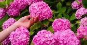Wystarczy 1 rzecz, by gałązki hortensji uginały się od kwiatów. To najlepszy, domowy nawóz