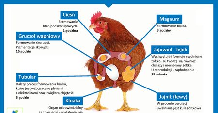 Polacy jedzą coraz więcej jaj, nie tylko w Wielkanoc  – ceny jaj spadają