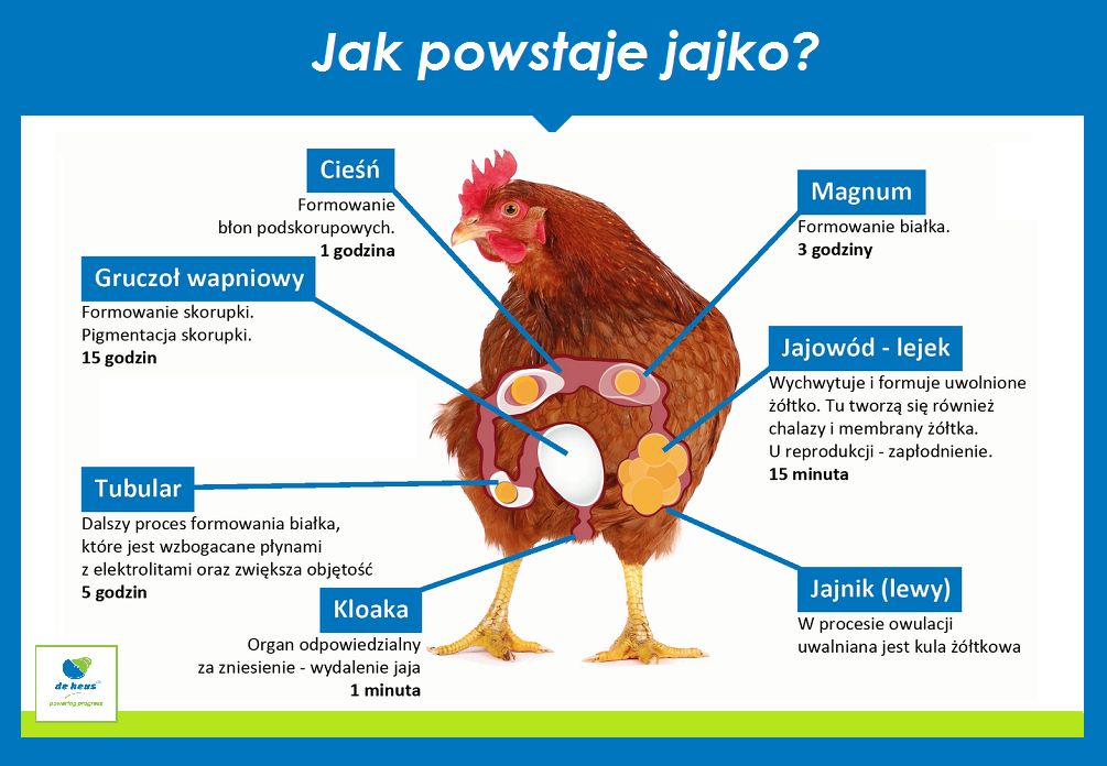 Polacy jedzą coraz więcej jaj, nie tylko w Wielkanoc  – ceny jaj spadają