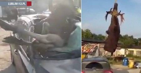 Uderzony przez auto łoś wpadł wprost na fotel pasażera. Wyciągał go dźwig