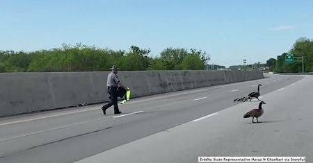 Pod eskortą policji na autostradzie. Gęsia rodzina bezpiecznie opuściła ruchliwą drogę