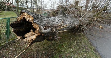 Prawie 700 interwencji związanych z silnym wiatrem i opadami deszczu