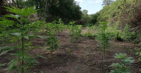 KRYMINALNI ZLIKWIDOWALI NIELEGALNĄ PLANTACJĘ KONOPI
