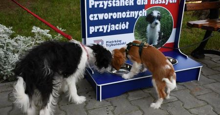 Piotrkowski ratusz uruchamia przystanki dla czworonogów