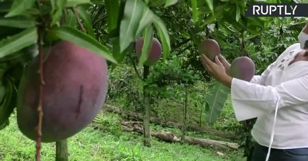 Największe mango świata? Imponujący owoc z Kolumbii waży ponad 4,2kg!
