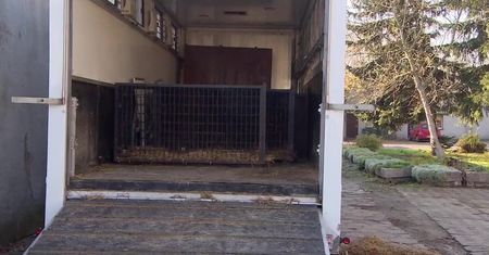Poznańskie zoo pokazuje przyczepę, którą wieziono tygrysy