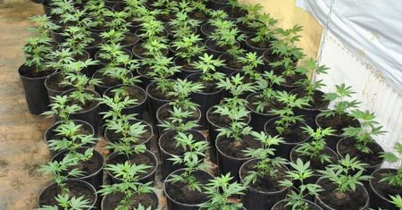 Zlikwidowana domowa plantacja konopi