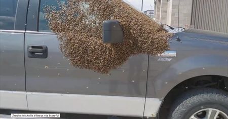 Rój pszczół obsiadł samochód na parkingu przed centrum handlowym w Kanadzie