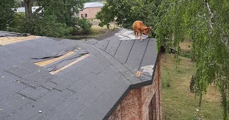 Strażacy ściągali krowę z dachu