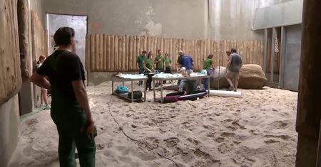 Pięciotonowy pacjent na “fotelu” dentystycznym. Lekarze z RPA leczą cios słonia Nino w poznańskim zoo