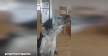 Pies dołączył do śpiewaczki operowej. Stworzyli wspaniały duet