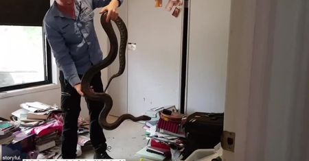 Ogromny pyton ukrywał się w sypialnianej szafie w Australii
