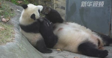 Mała panda uczy się polować z mamą. Zwierzęta wspólnie się tarzały na ziemi