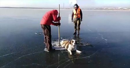 Ratownicy uratowali psa, który utknął na zamarzniętym jeziorze w Rosji