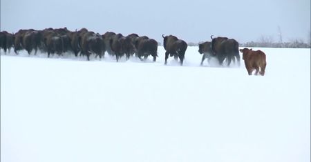 Krowa na gigancie. Już trzy miesiące żyje ze stadem żubrów w Białowieży