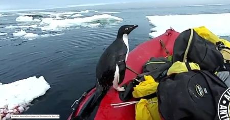 Pingwin wynurzył się z oceanu i wskoczył na łódkę. Niezwykłe nagranie członka australijskiej ekspedycji na Antarktydzie