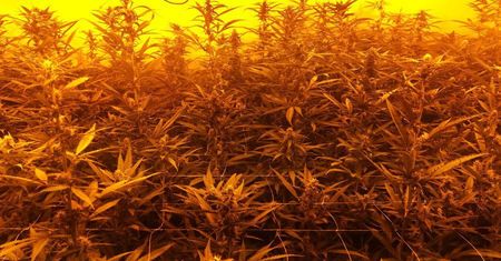 CBŚP ZLIKWIDOWAŁO TRZY PLANTACJE KONOPI, ZABEZPIECZYŁO BROŃ PALNĄ I AMUNICJĘ