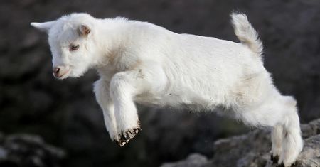 Gady, fretki i koziołki już nie polecą